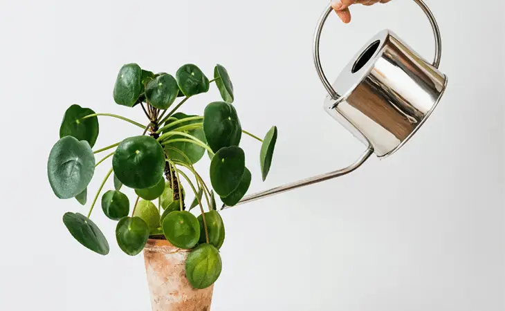 House Plants