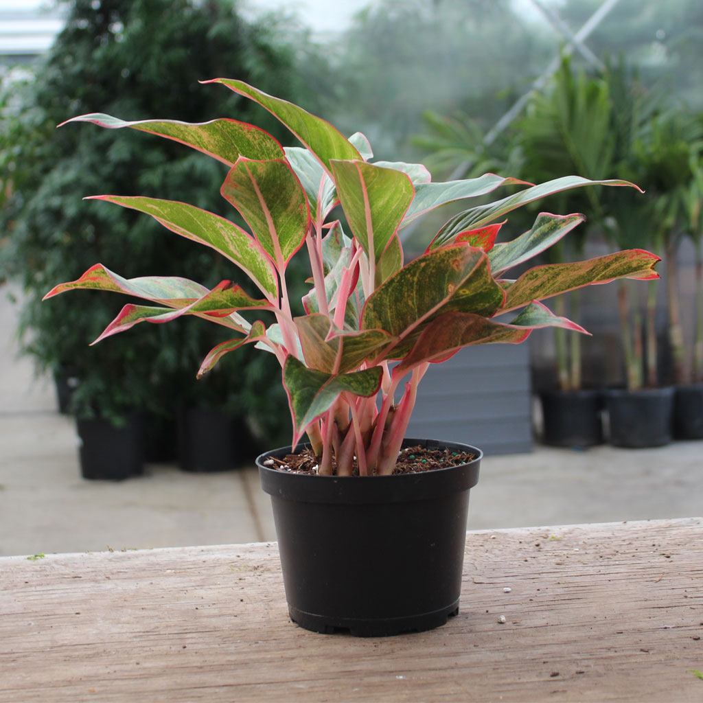 dracaena marginata soil Madagascar Dragon Tree for Sale main image 1