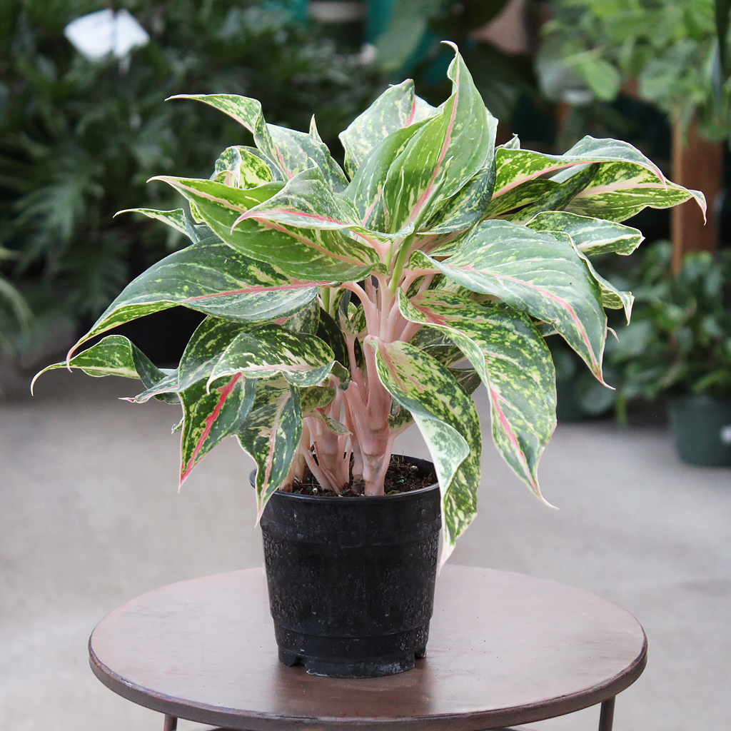エクセルAglaonema Mulan Aglaonema 'Moonstone Miles' (Chinese Evergreen) – Verdant Yakima