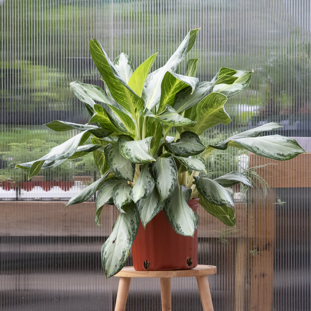 Aglaonema Golden Bay 10  Moscarillo's