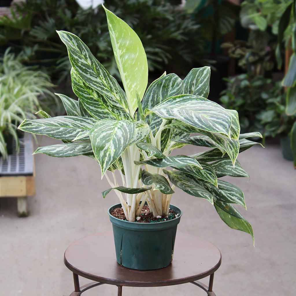 plant pot stand indoor Bamworld Corner Plant Stand Indoor Wood Outdoor Plant Shelf for Multip main image 1
