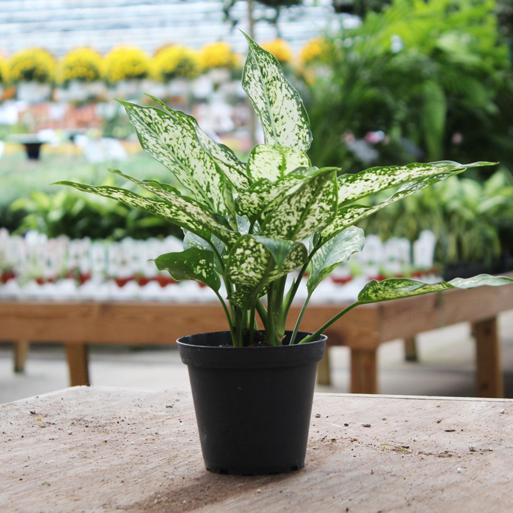 care of birds nest fern Asplenium 'Bird's Nest Fern'