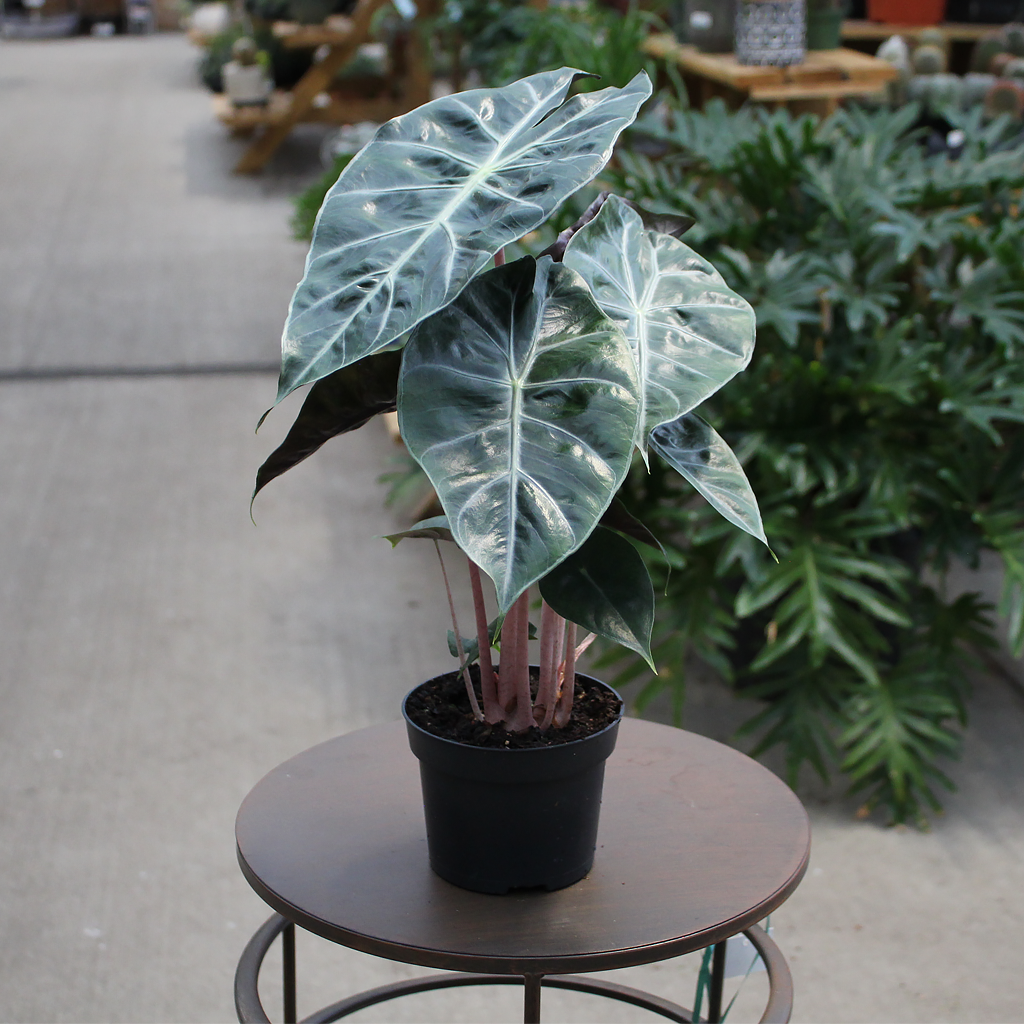 Alocasia-Pink-Princess-5.png