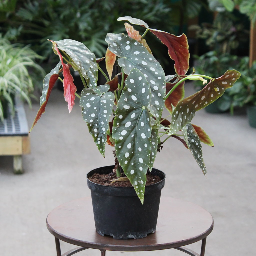 Begonia Maculata Variegated 6″ – Moscarillo's