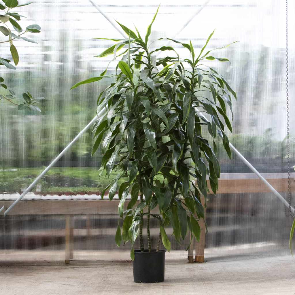Dracaena Dorado Staggered 12  Moscarillo's