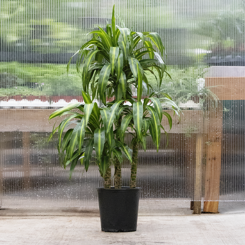 Dracaena Hawaiian Sunshine Cane 12