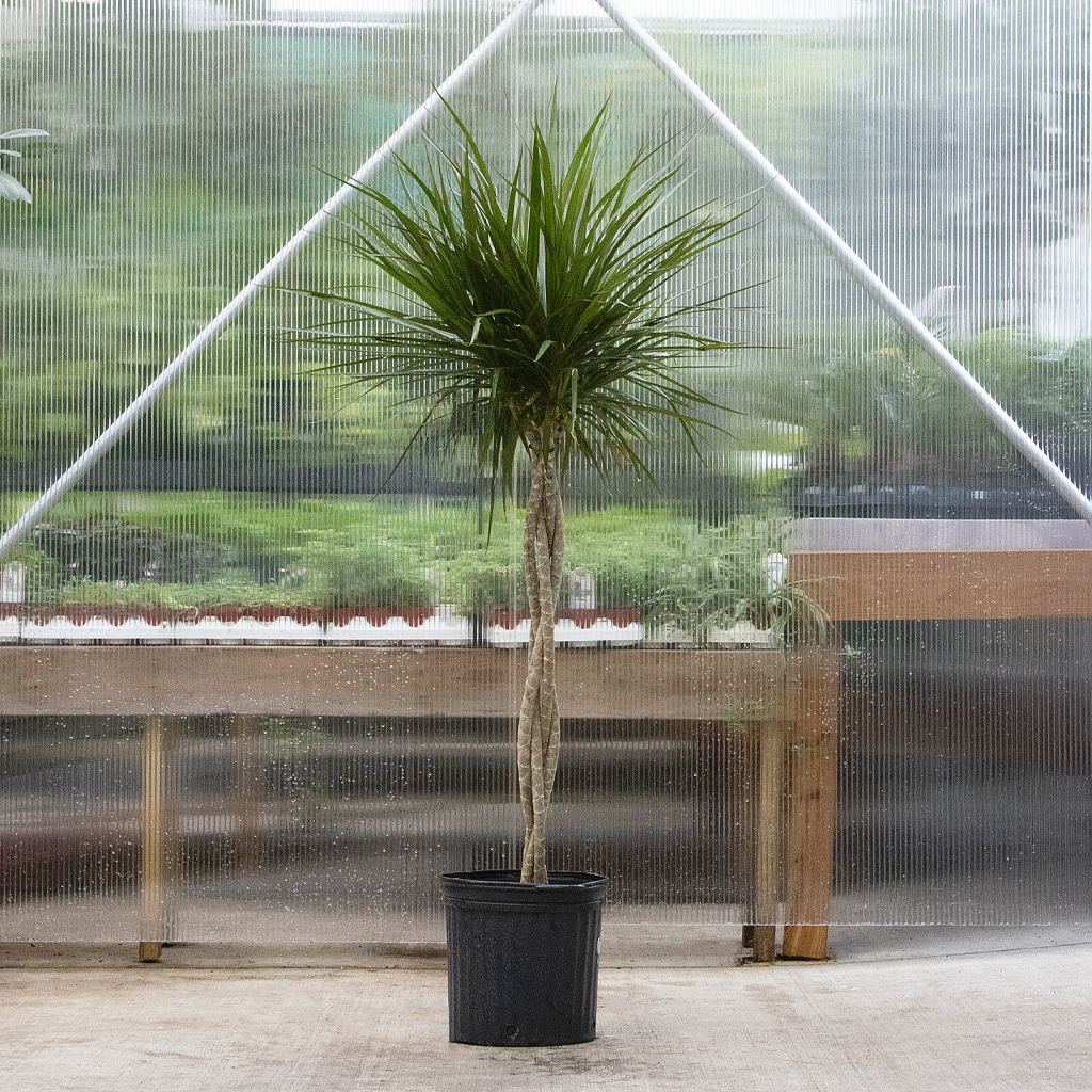 elefantenohr palme Alocasia Portodora