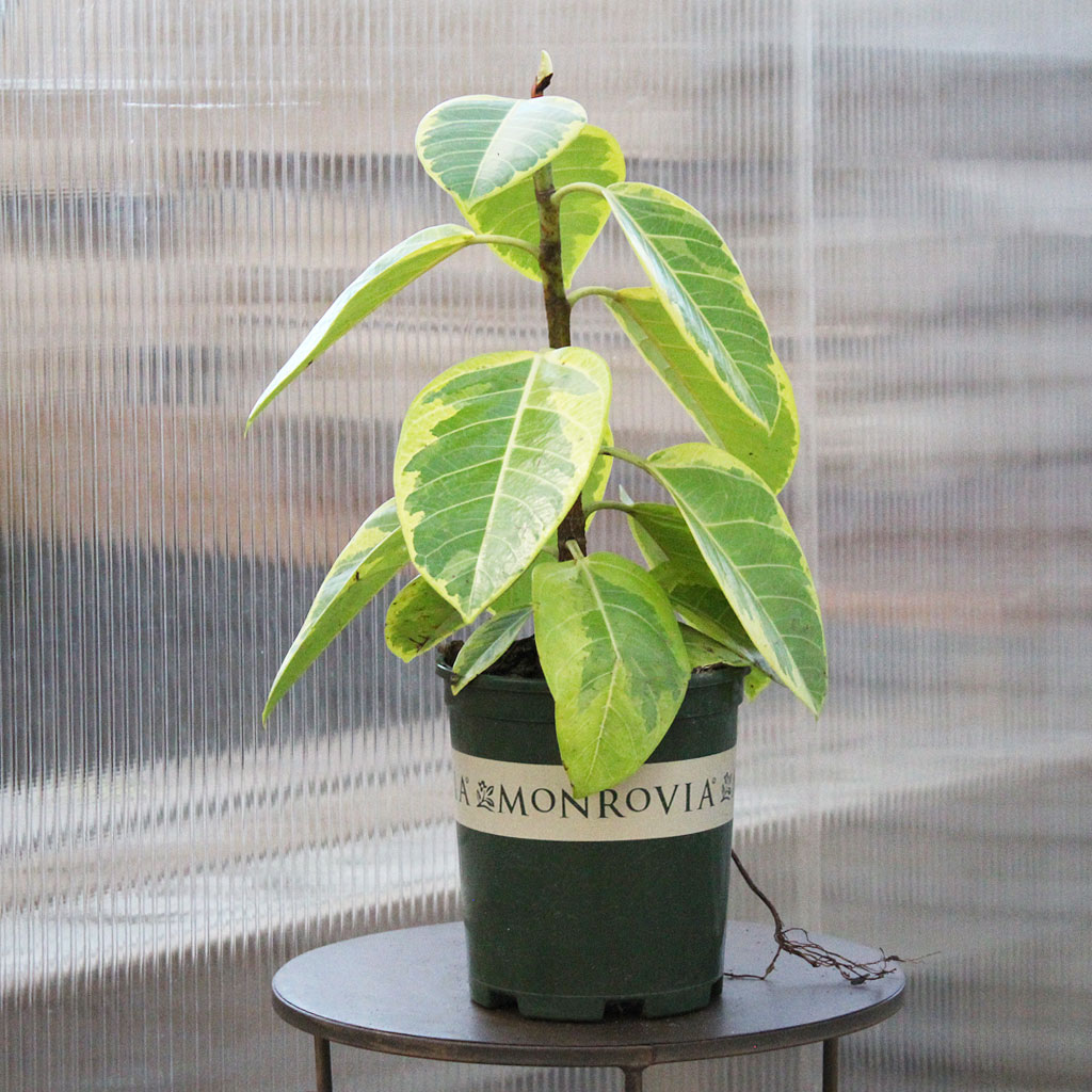 elephant ears plant Alocasia Yellow Stem, Elephant Ears, Live Tropical Plant