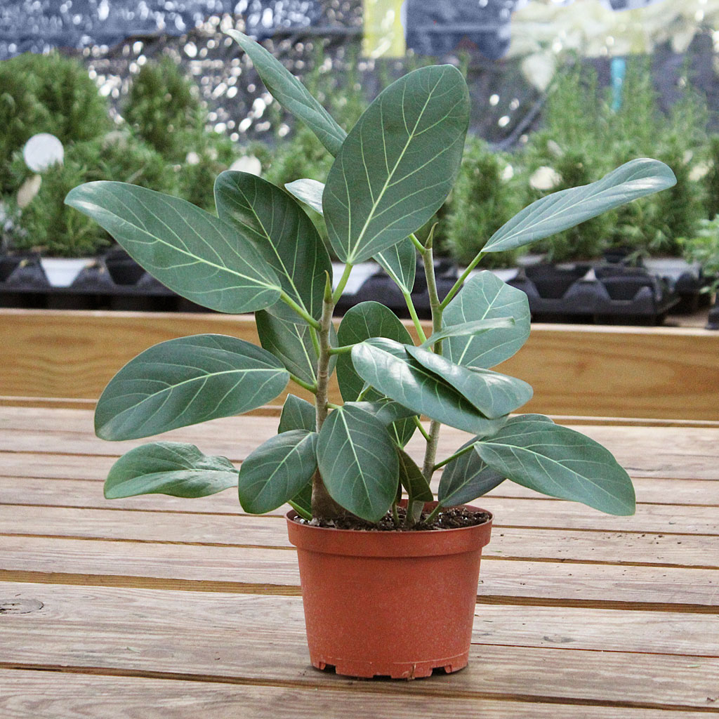 Ficus Audrey Bush 6  Moscarillo's