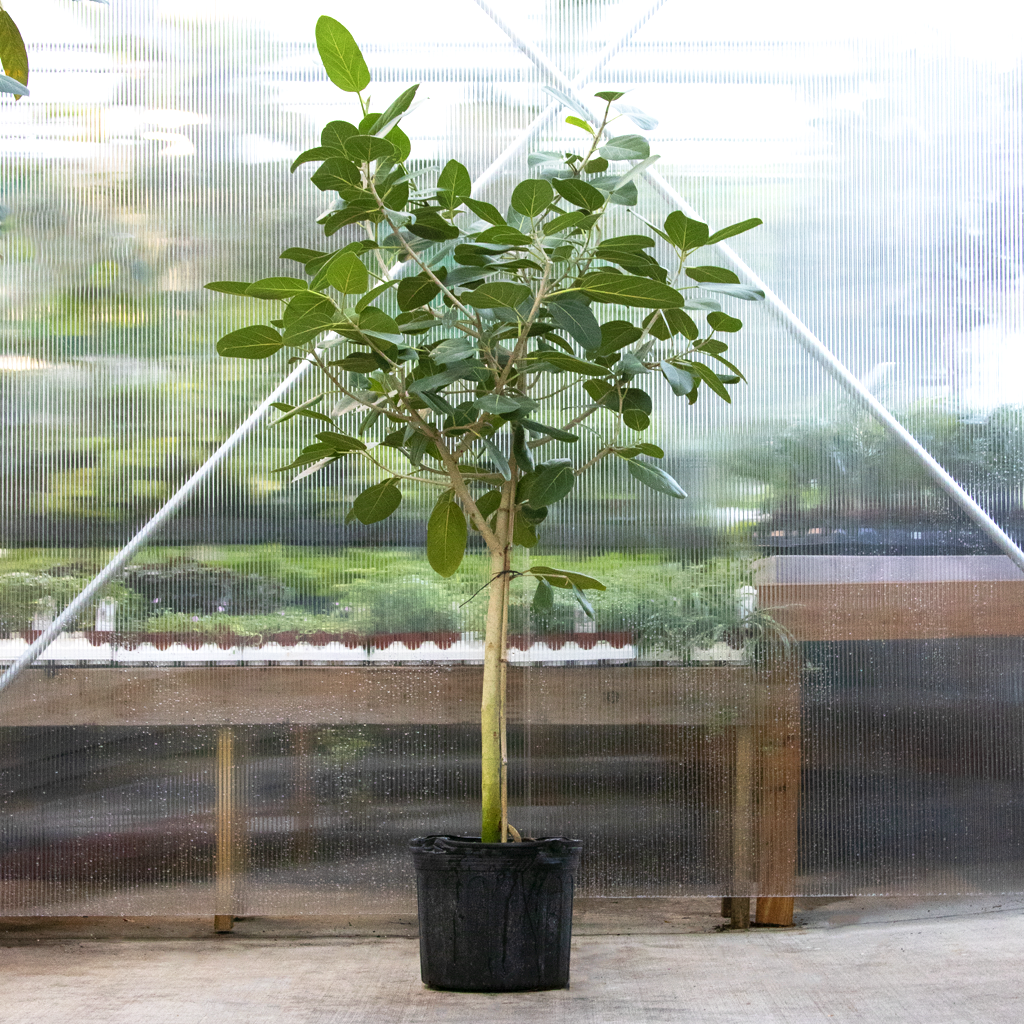 Ficus Audrey Tree Form 14  Moscarillo's