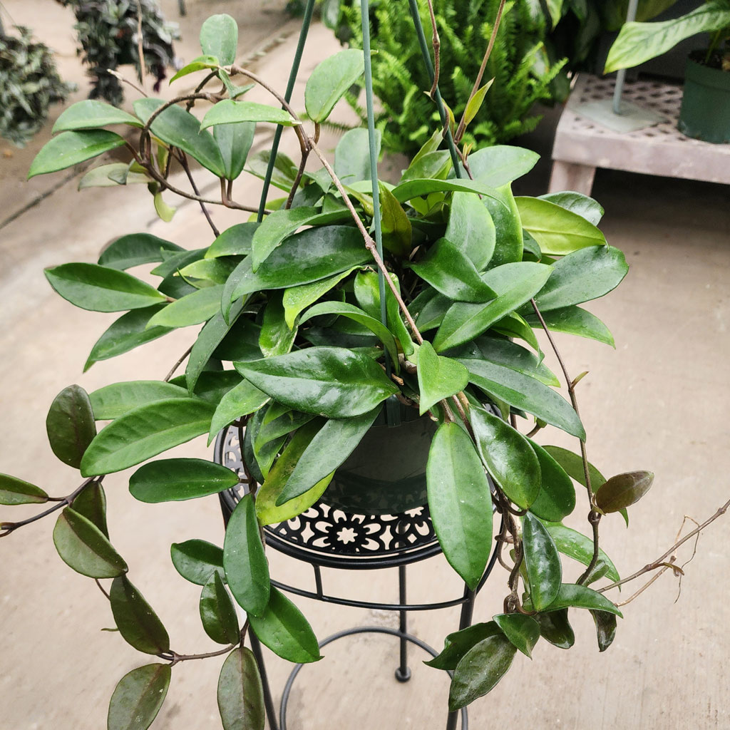 Hoya Assorted Premium HB 8” – Moscarillo's