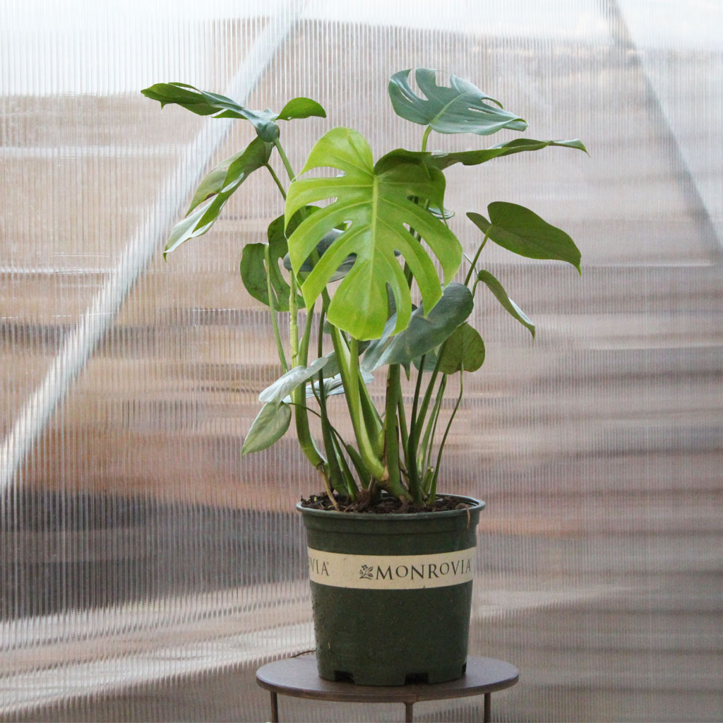Monstera Del Tauerii 8"
