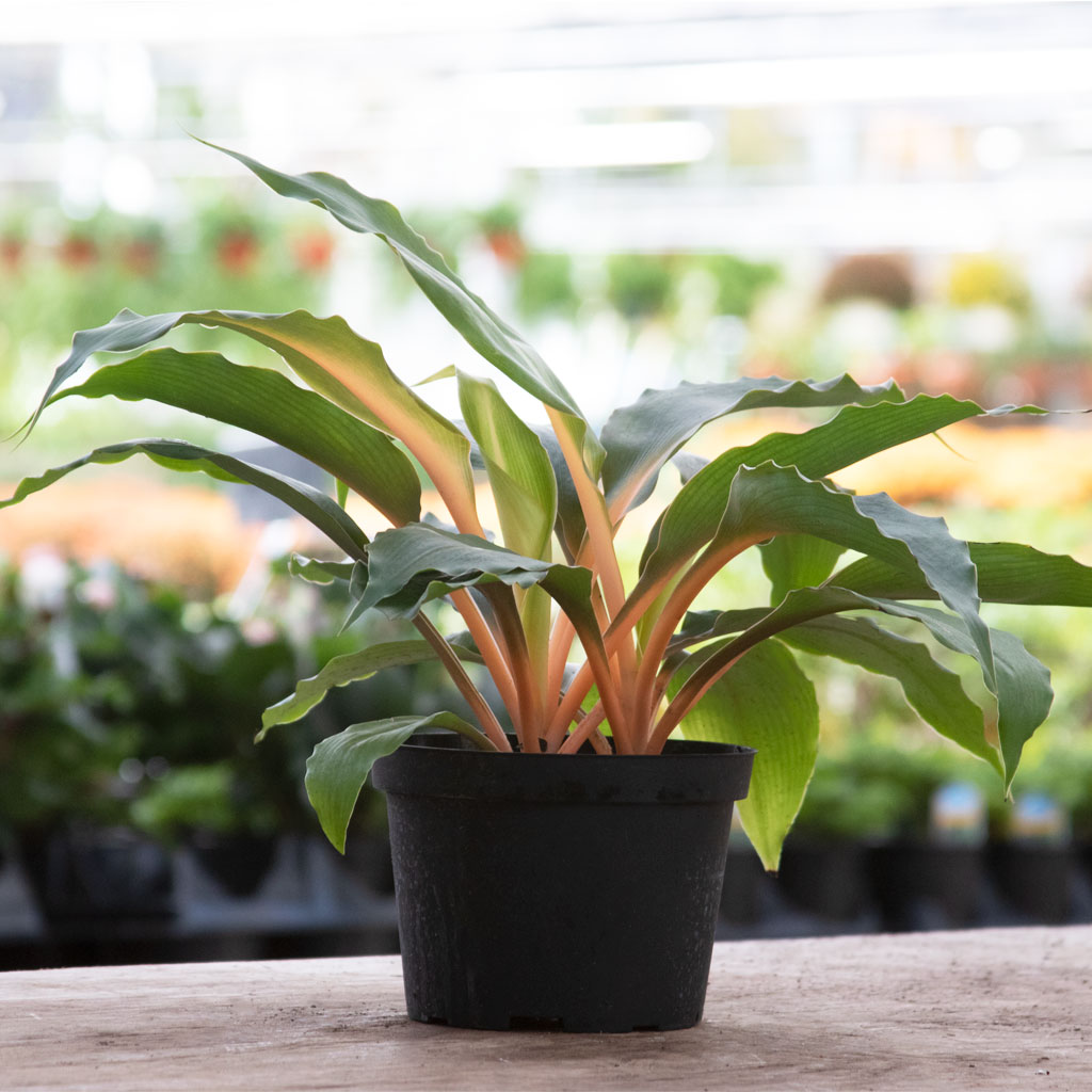 Spider Chlorophytum Mandarin Orange 6  Moscarillo's