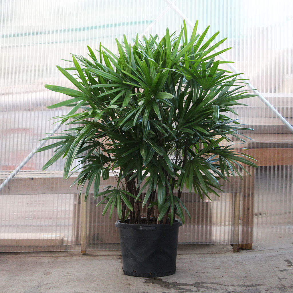 Palm Rhapis Excelsa 17” – Moscarillo's