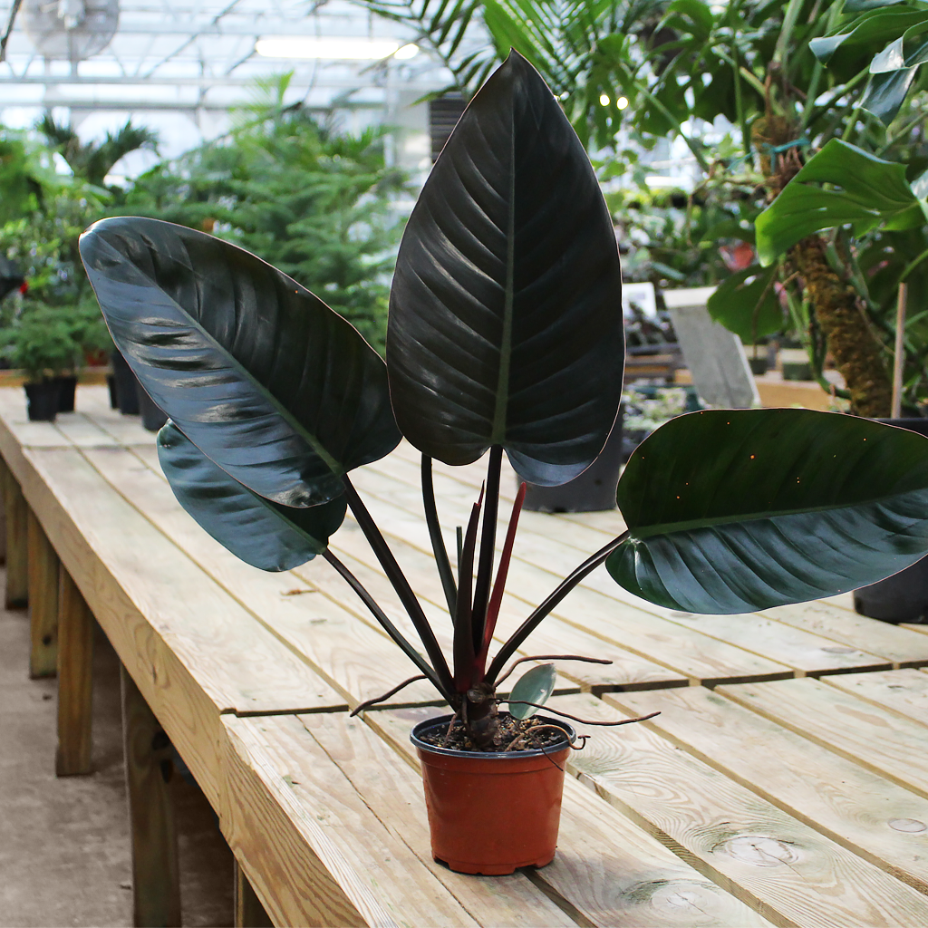 Philodendron Black Cardinal 6” – Moscarillo's