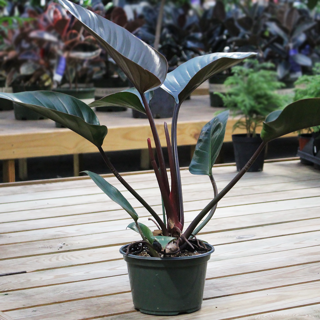 Philodendron Black Cardinal 8  Moscarillo's