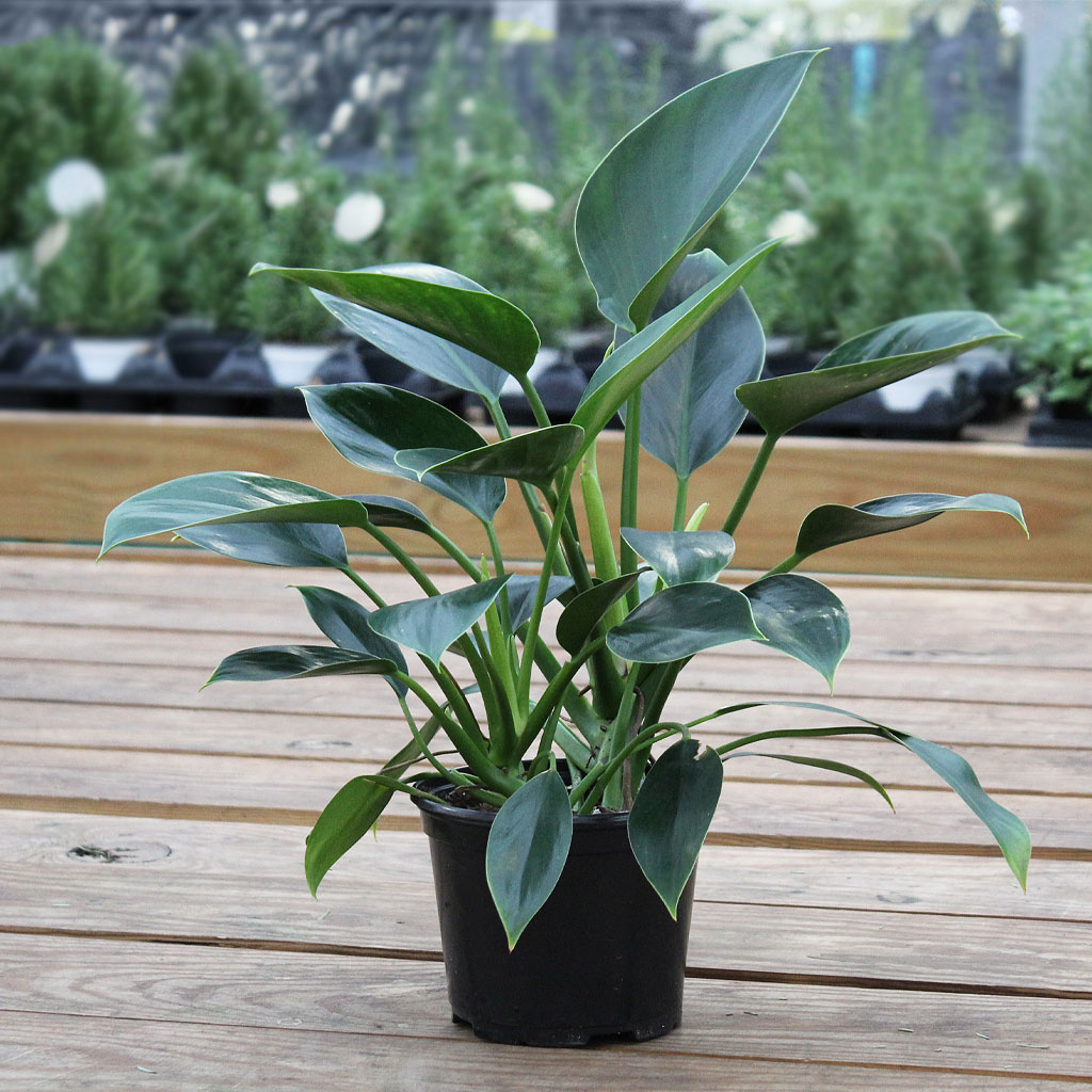 Philodendron Green Princess 6  Moscarillo's