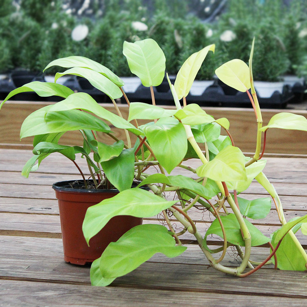 Philodendron Lemon Lime 6  Moscarillo's