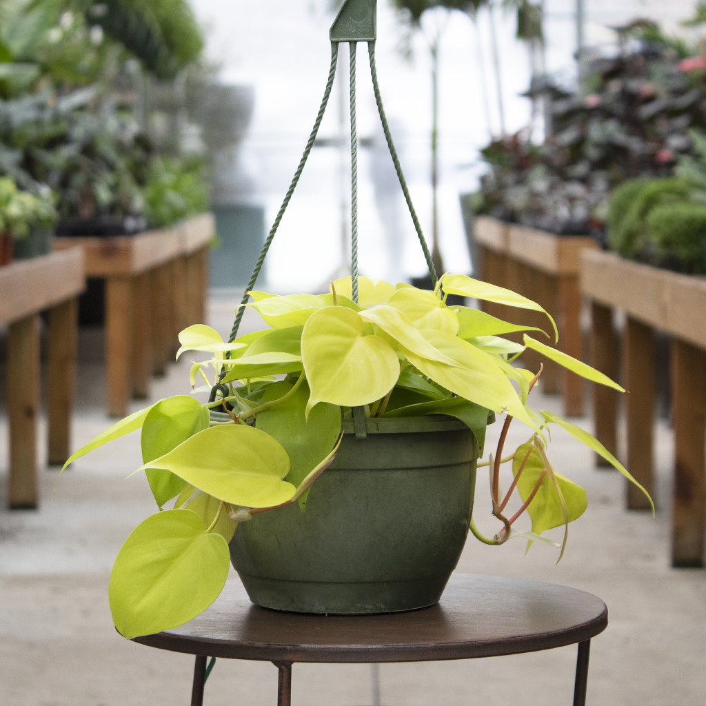 white knight philodendron Philodendron White Knight Galaxy – Lazlo Plants