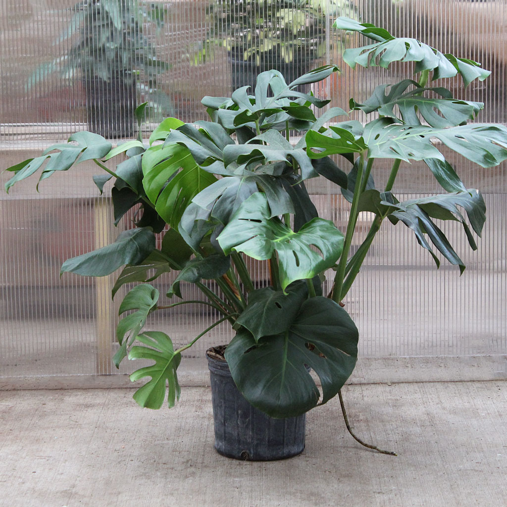 Philodendron Monstera Deliciosa 10” – Moscarillo's