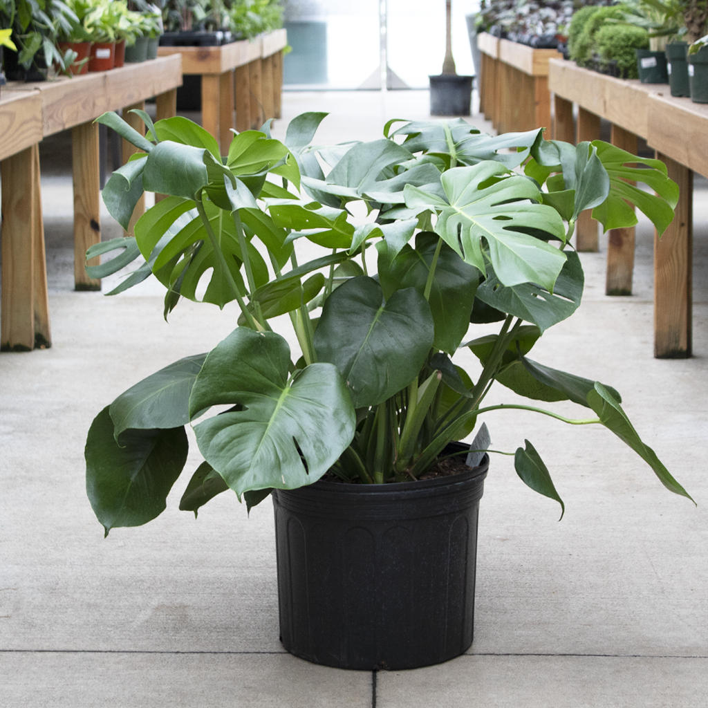 Philodendron-Monstera-