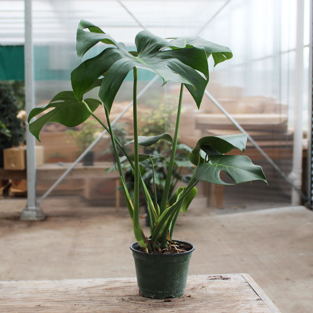 Philodendron Monstera Deliciosa 6” – Moscarillo's