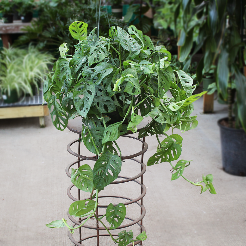 monstera adansonii hanging Monstera Adansonii Swiss Cheese main image 0