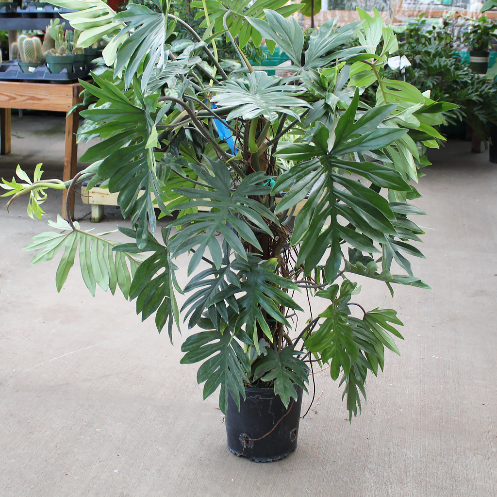 philodendron pedatum vs florida Philodendron 'Florida'