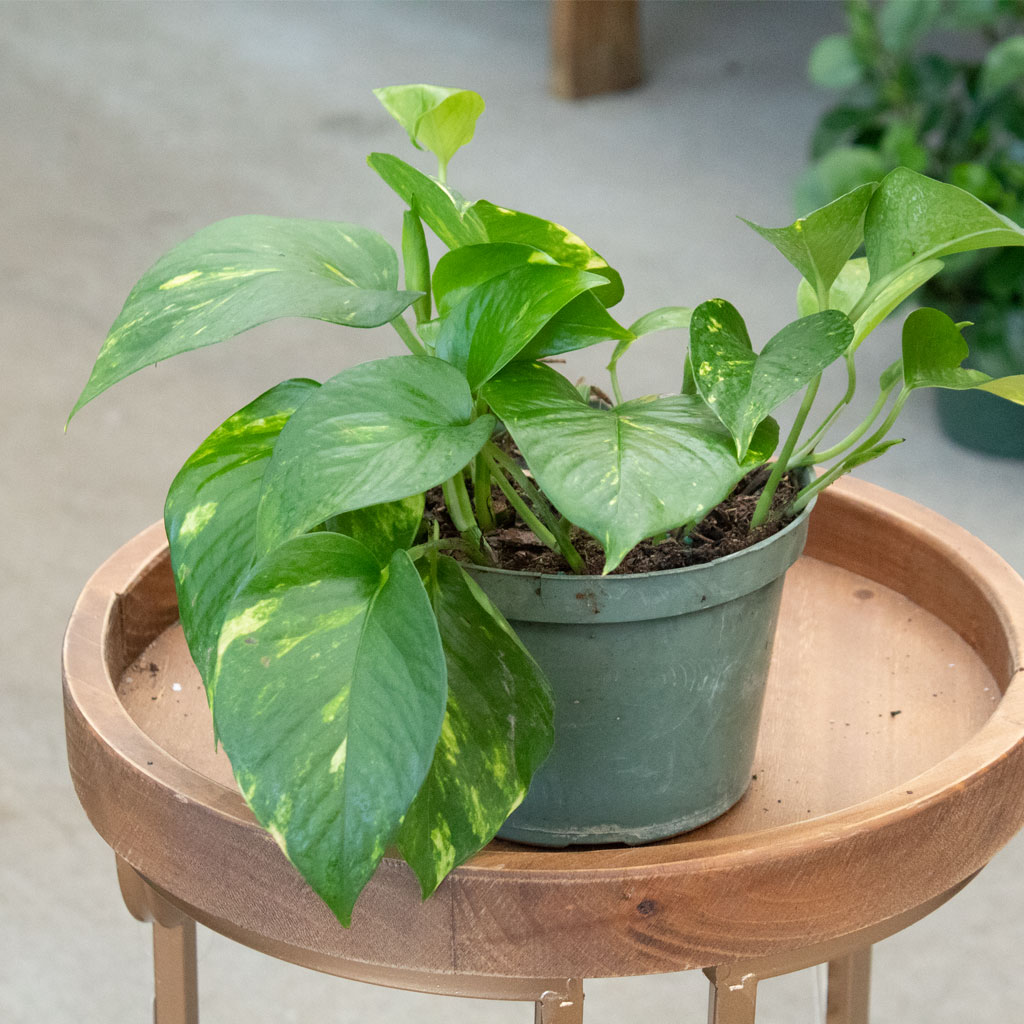 where to buy snake plants near me Mother in Law Plant Sansevieria trifasciata Snake Plant