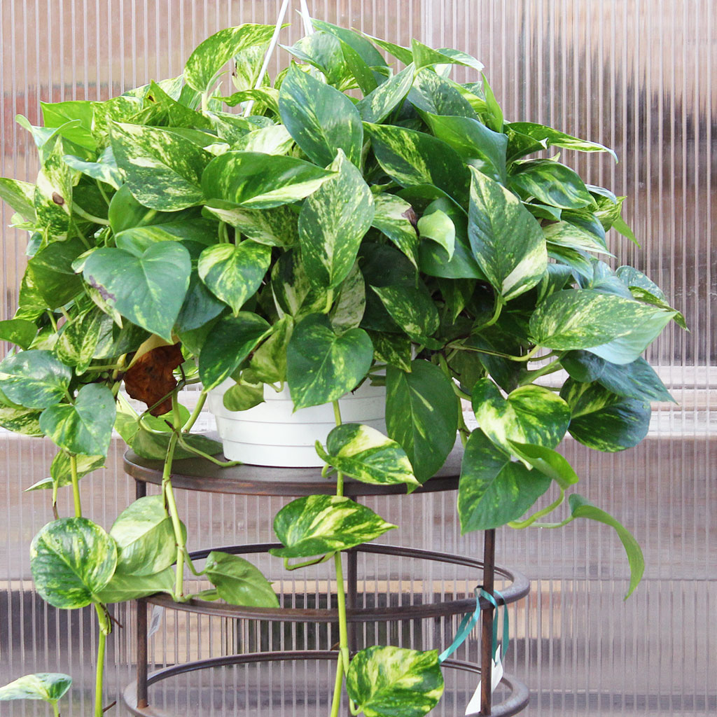 spider plant seeds for sale Spider Flower Cleome  50 Seeds