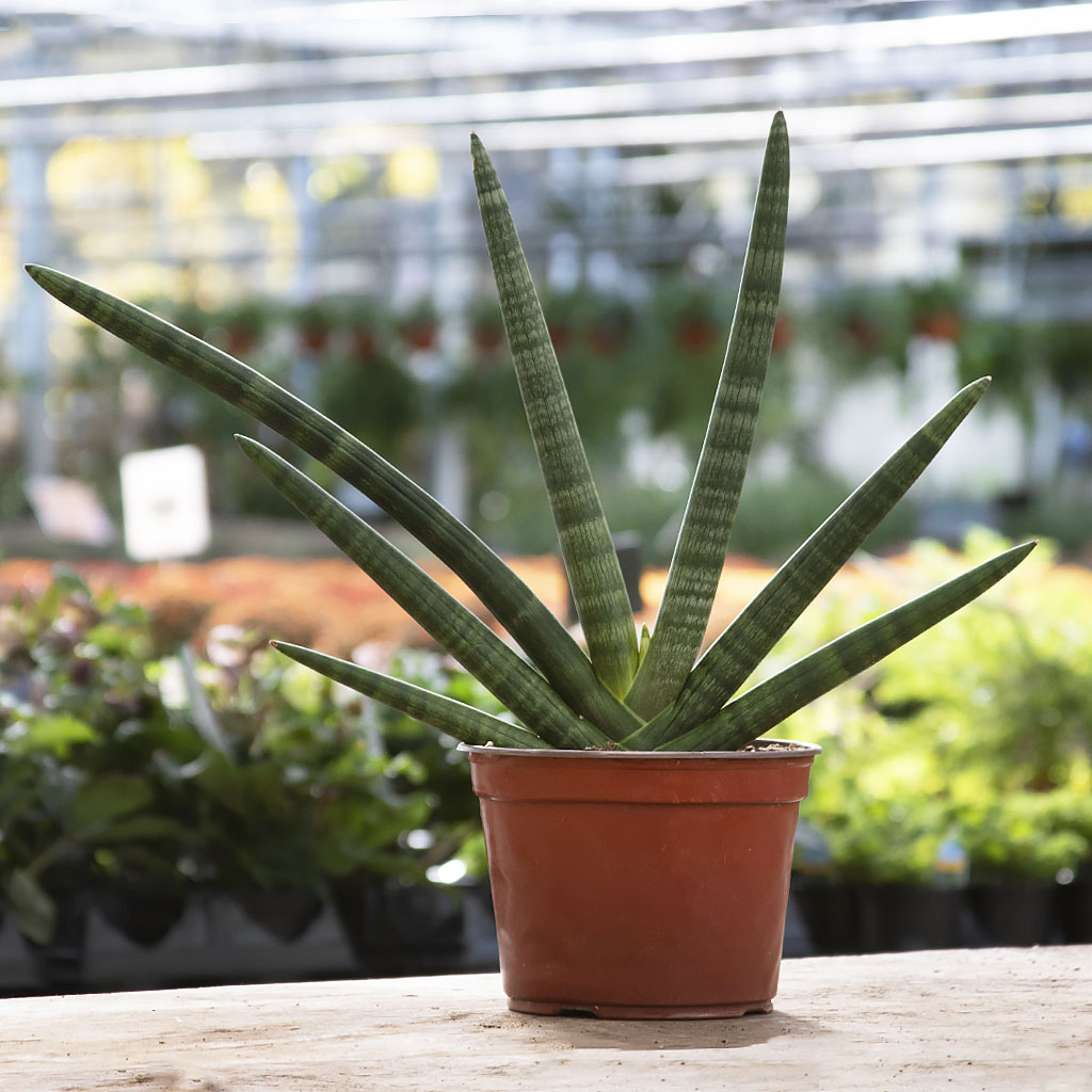 Sansevieria Starfish 8  Moscarillo's