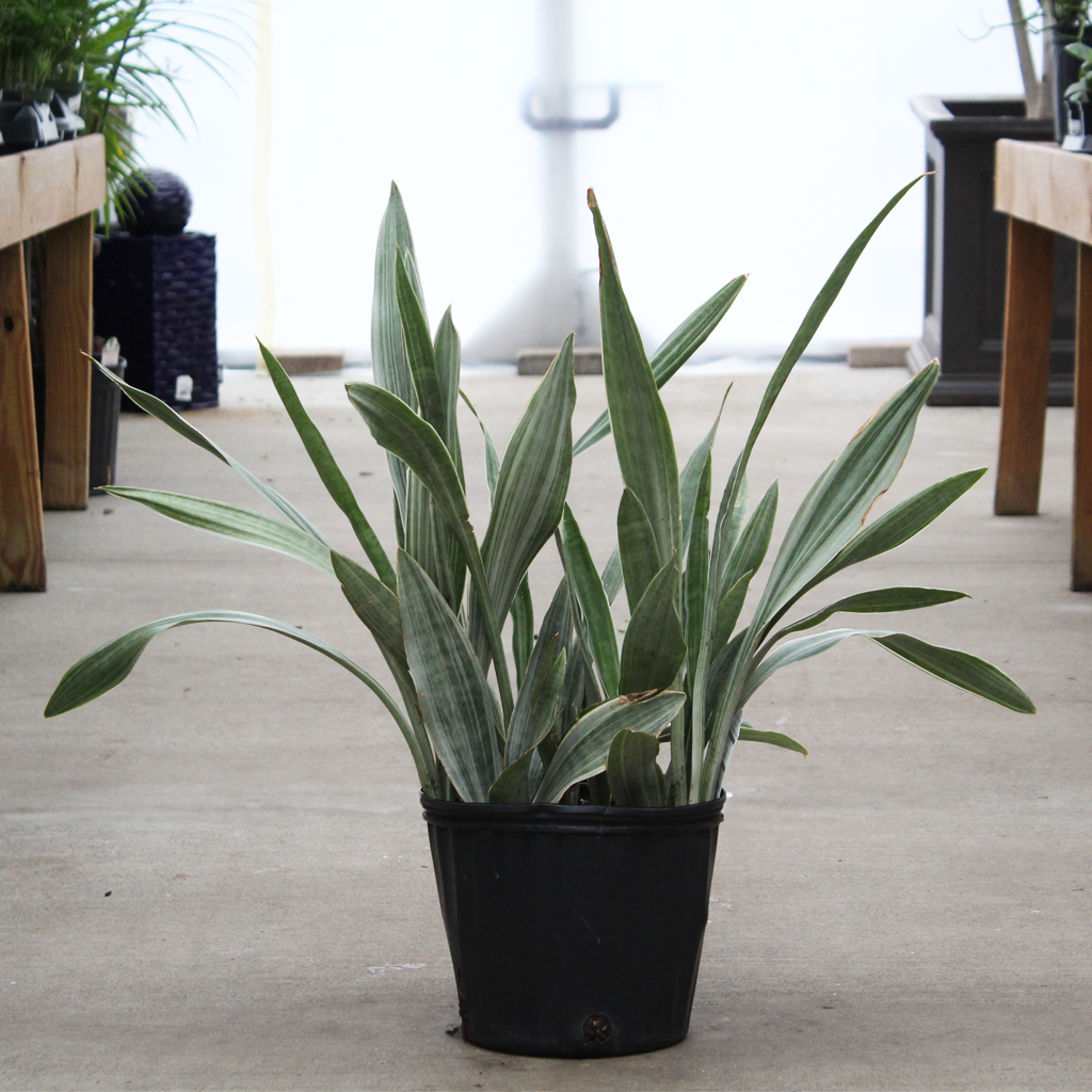 Sansevieria Sayuri 10  Moscarillo's