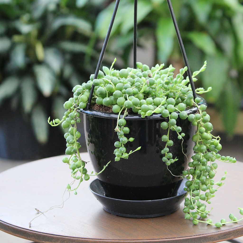String of Pearls 5" HB Succulent