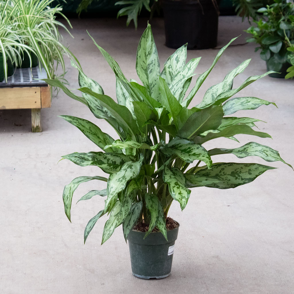 chlorophytum plant Spider Plant – Liberty Landscape Supply main image 1