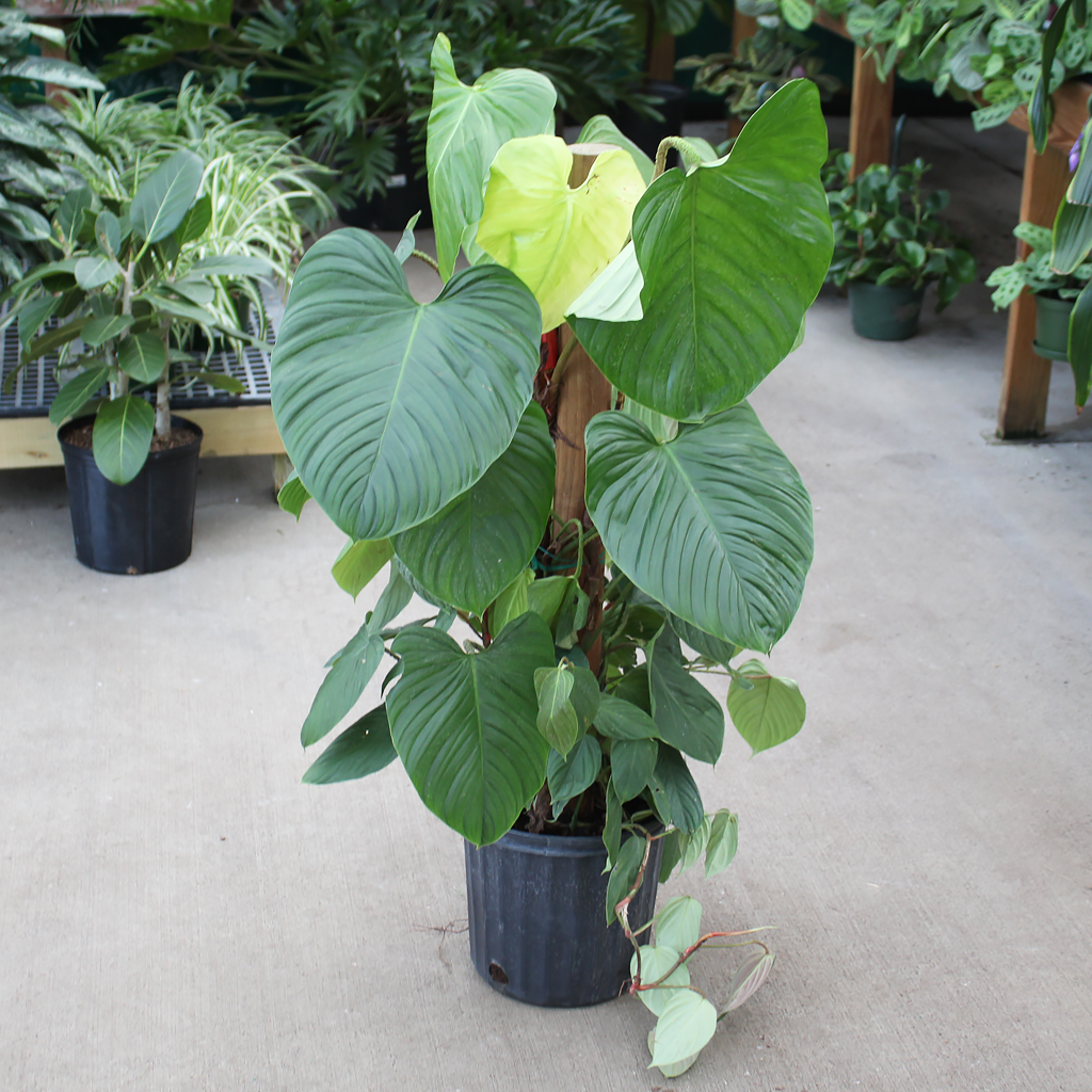 Philodendron Fuzzy Petiole 10" Totem