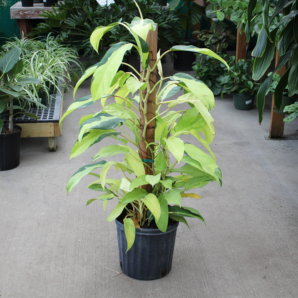 Philodendron Thai Sunrise Totem 10"