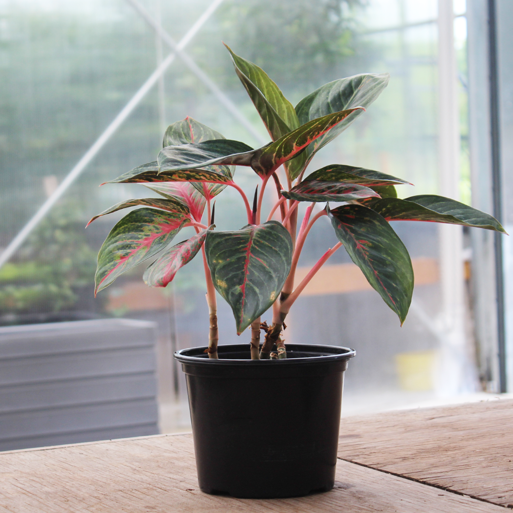 indoor goldfish plant Goldfish Plant  Ritters Garden and Gift