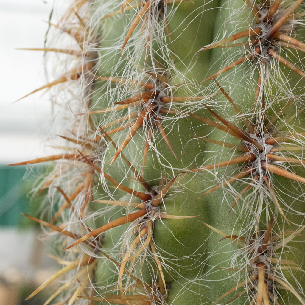 Cephalocereus Senilis  Old Man Cactus 7gal  Moscarillo's