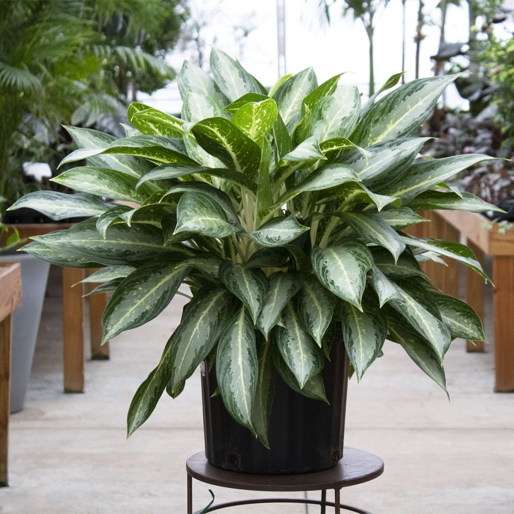 Aglaonema White Rain 10"