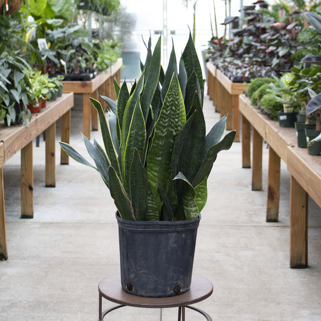 Sansevieria Black Moon 10  Moscarillo's