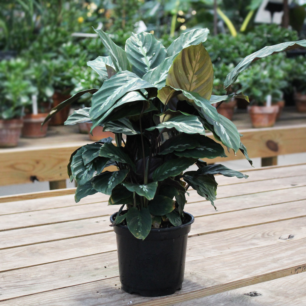 Calathea Maui Queen 6  Moscarillo's