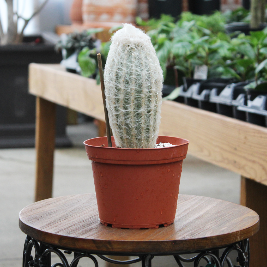 cactus potting mix Cactus & Succulent Mix main image 0