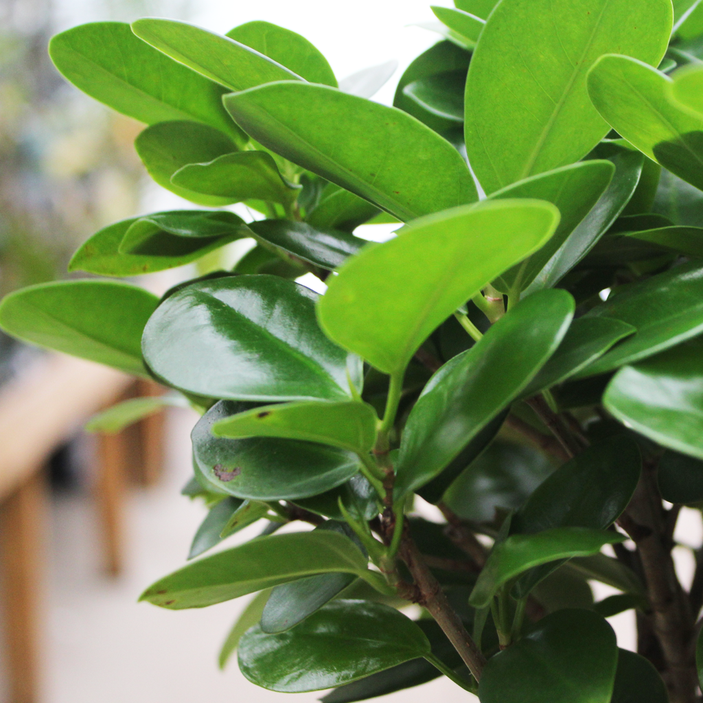 Live Goods