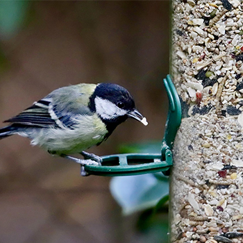 Birding
