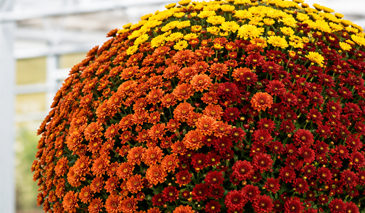 Fall Annuals